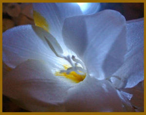 The flower of which i smelled its fragrance.jpg