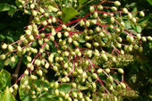 Elderberry unripe fruits