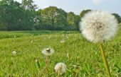 Dandelion seeds heads in a field