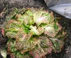 Iceberg lettuce in a cold frame, sown in September, photo taken in February, survived during strong frost under an extra sheet of plastic.
