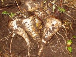 Parsnip, harvest in winter 111231.JPG