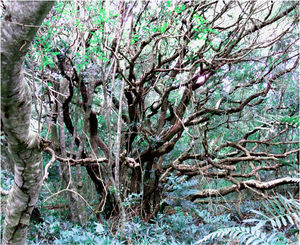 Image for Autonomous Spirit World.jpg