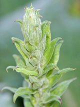 Digitalis in Jan.JPG