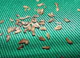 Parsley seeds