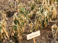 These rapeseed plants still blossomed before the frost.