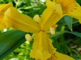 080524 Yellow iris 3.JPG