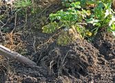Harvesting celery root. You can see it is already winter as many leaves have withered.